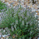 Thym de Provence