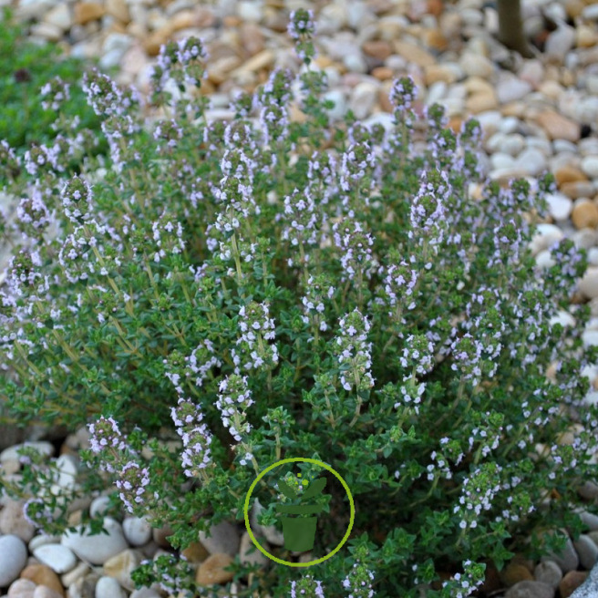 Thym de Provence Thym de Provence