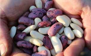 Comment réussir le semis des haricots ? Guide complet pour des récoltes généreuses! Comment réussir le semis des haricots ? Guide complet pour des récoltes généreuses!