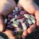 Comment réussir le semis des haricots ? Guide complet pour des récoltes généreuses!