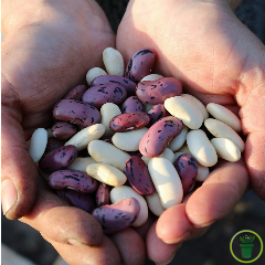 Comment réussir le semis des haricots ? Guide pratique pour des récoltes généreuses!