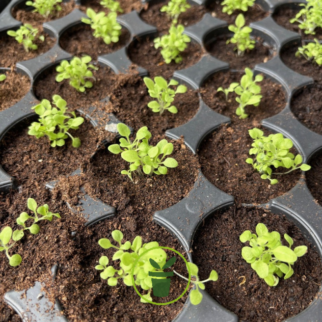Nicotiana alata 'Daylight Sensation' – Tabac d’ornement 1100 graines