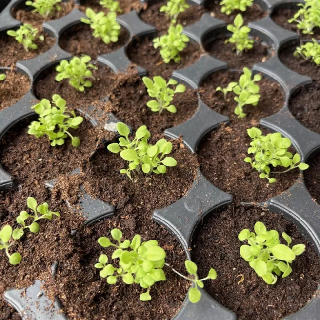 Nicotiana alata 'Daylight Sensation' – Tabac d’ornement 1100 graines