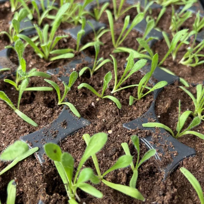 Statice sinué Pacific varié 300 graines