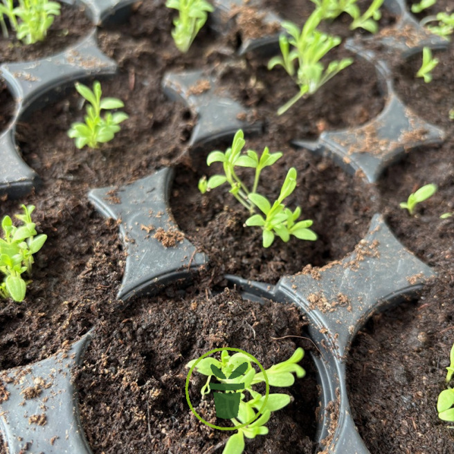 Gypsophile Elegans Rose 1800 graines