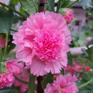 Rose trémière Grande Double Rose 80 GRAINES