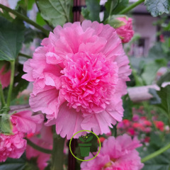 Rose trémière Grande Double Rose 80 GRAINES