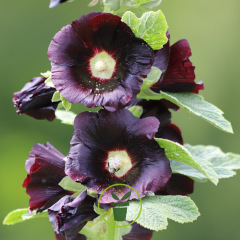 Rose trémière nigra (noire) 80 GRAINES