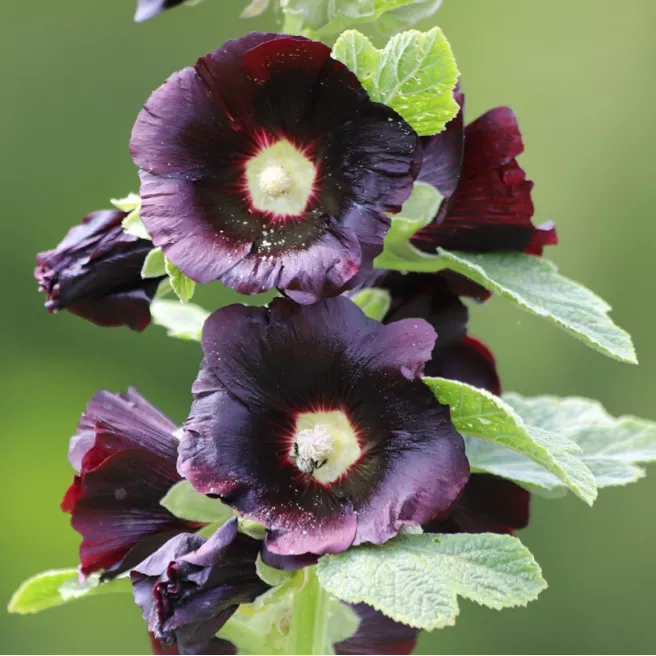 Rose trémière nigra (noire) 80 GRAINES