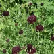Scabieuse pourpre Deep Purple +/- 200 graines