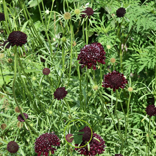 Scabieuse pourpre Deep Purple +/- 200 graines Scabieuse pourpre Deep Purple +/- 200 graines