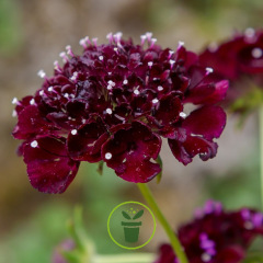 Scabieuse pourpre Deep Purple +/- 200 graines