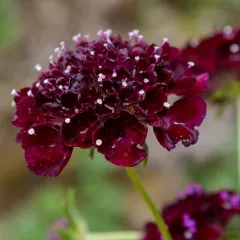 Scabieuse pourpre Deep Purple +/- 200 graines