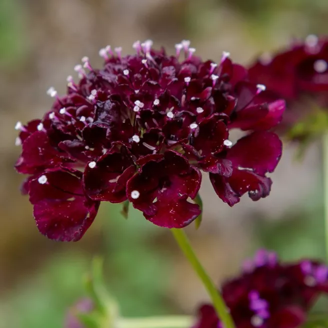 Scabieuse pourpre Deep Purple +/- 200 graines