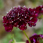 Fleurs pourpre velouté de la Scabieuse Deep Purple en pleine floraison