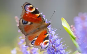 Comment attirer les papillons dans votre jardin toute l’année ?