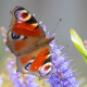 Comment attirer les papillons dans votre jardin toute l’année ?
