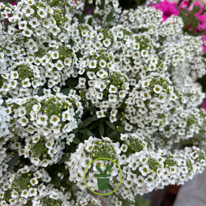 Alysse Tapis Blanc en graines