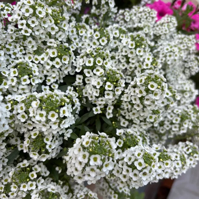 Alysse Tapis Blanc en graines