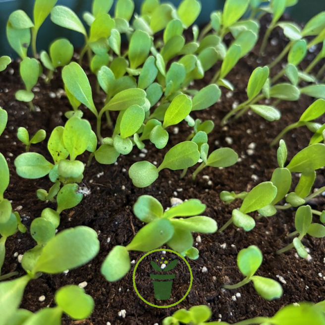 Scabieuse pourpre Deep Purple - Germination Scabieuse pourpre Deep Purple - Germination