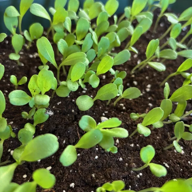 Scabieuse pourpre Deep Purple - Germination