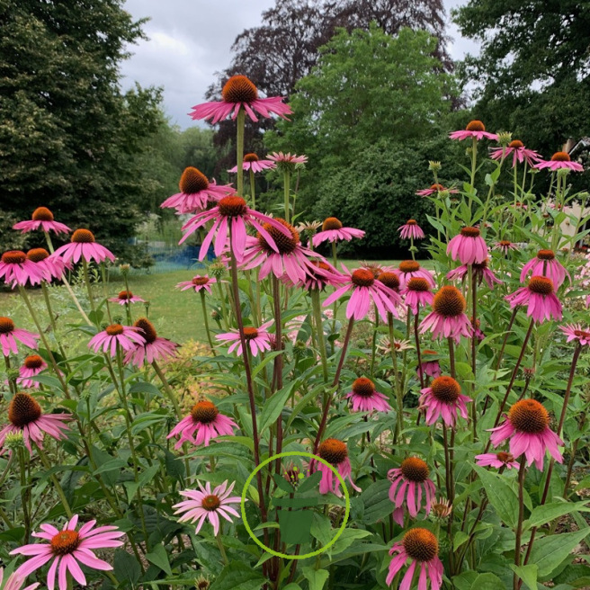 Graines de Rudbeckia pourpre – Echinacea purpurea