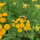 Tanaisie (Tanacetum vulgare) 1000 graines