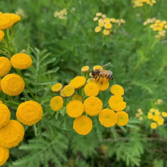 Tanaisie (Tanacetum vulgare) 1000 graines