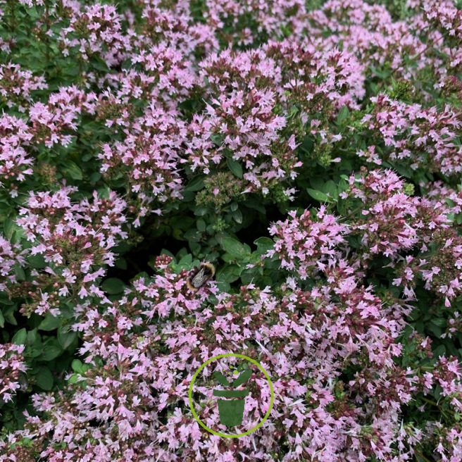 Marjolaine vivace BIO