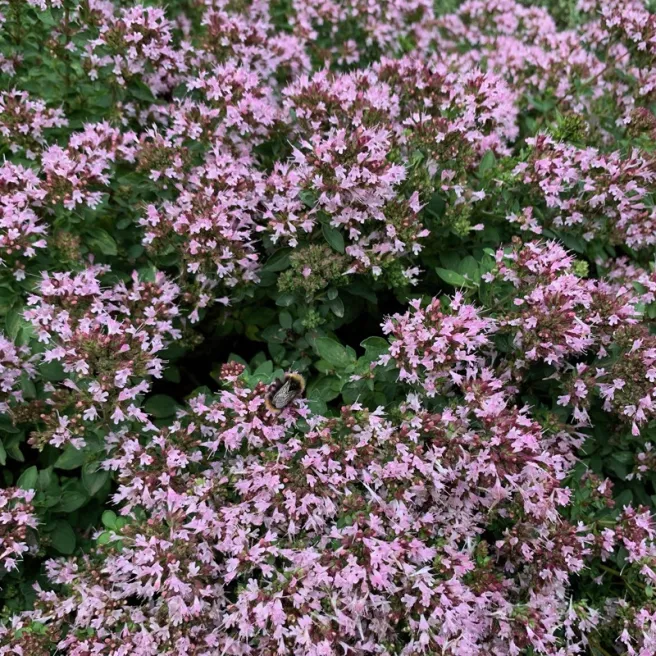 Marjolaine vivace BIO