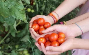 Cultiver un potager sur balcon ou une terrasse : c’est possible (et délicieux) !