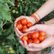 Cultiver un potager sur balcon ou une terrasse : c’est possible (et délicieux) !