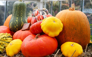 Quand et comment récolter et conserver les cucurbitacées : courgettes, courges et potirons Quand et comment récolter et conserver les cucurbitacées : courgettes, courges et potirons