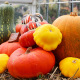 Quand et comment récolter et conserver les cucurbitacées : courgettes, courges et potirons