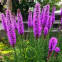 Liatris spicata Blazing Star (Plume du Kansas) 150 graines