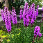 Liatris spicata Blazing Star (Plume du Kansas) 150 graines