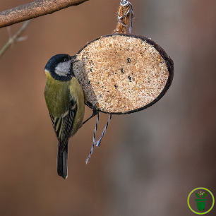 Demi noix de coco fourrée de graisses et de graines – 2 pièces