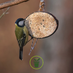 Demi noix de coco fourrée de graisses et de graines – 2 pièces