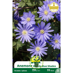 Anémone blanda Blue Shades - Bulbes