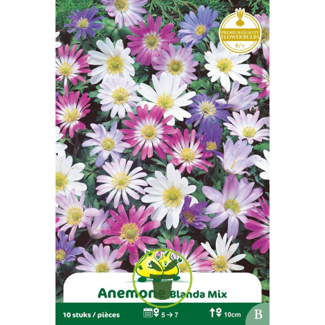 Anémone blanda mélange - Bulbes Anémone blanda mélange - Bulbes