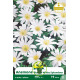 Anémone blanda White Splendour - Bulbes