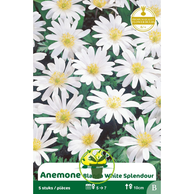 Anémone blanda White Splendour - Bulbes Anémone blanda White Splendour - Bulbes