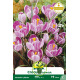 Crocus géant Pickwick – 10 bulbes