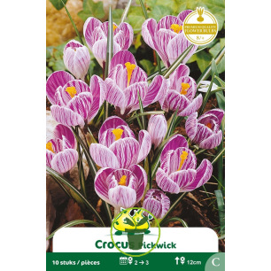 Crocus géant Pickwick – 10 bulbes