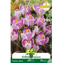 Crocus géant Pickwick – 10 bulbes