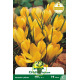 Crocus Yellow (jaune) - 10 bulbes