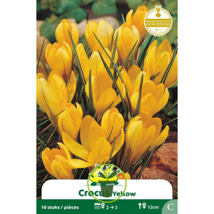 Crocus Yellow (jaune) - 10 bulbes