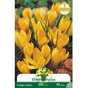 Crocus Yellow (jaune) - 10 bulbes