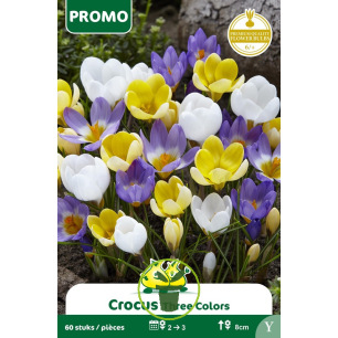 Crocus Mélange de Couleurs - 60 bulbes