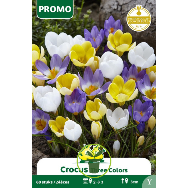 Crocus Mélange de Couleurs - 60 bulbes Crocus Mélange de Couleurs - 60 bulbes